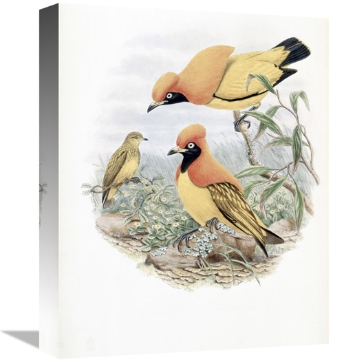 Global Gallery GCS-277760-16-142 16 in. Golden Bird of Paradise Art Pr