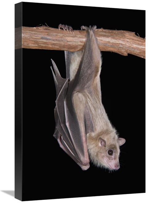 Global Gallery GCS-397292-1624-142 16 x 24 in. Egyptian Fruit Bat Roos