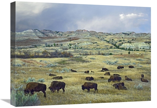 Global Gallery GCS-452245-1824-142 18 x 24 in. American Bison Herd Gra