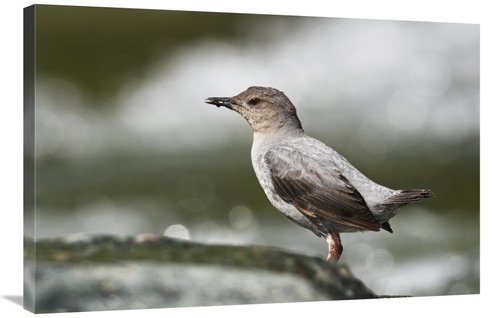Global Gallery GCS-452665-2436-142 24 x 36 in. American Dipper Foragin