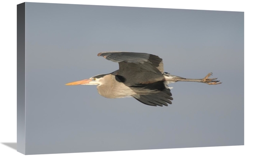 16 x 24 in. Great Blue Heron Flying, Kensington Metropark, Mil