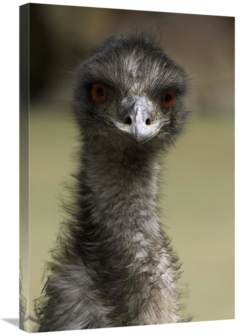 Global Gallery GCS-450893-2030-142 20 x 30 in. Emu Portrait, Nativ