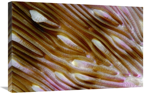 Global Gallery GCS-397585-2030-142 20 x 30 in. Detail of Mushroom Cora