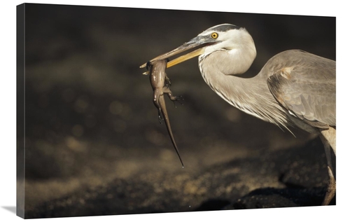 Global Gallery GCS-451399-2436-142 24 x 36 in. Great Blue Heron Preyin