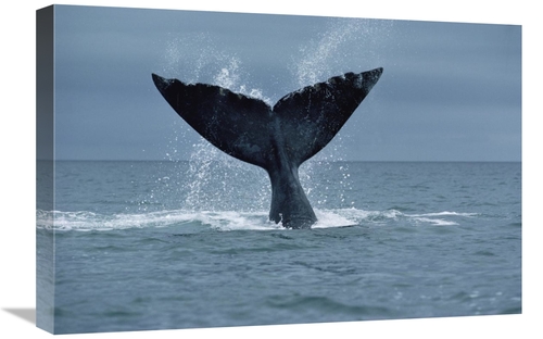 Global Gallery GCS-450646-1624-142 16 x 24 in. Southern Right Whale Fl