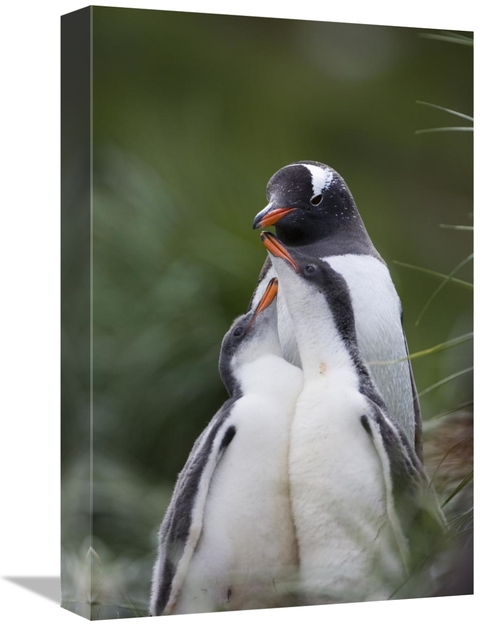 Global Gallery GCS-395879-1218-142 12 x 18 in. Gentoo Penguin Hungry 2