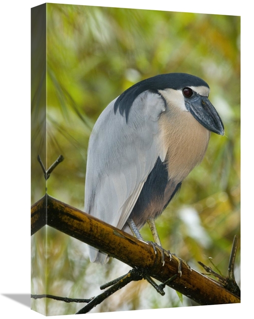 Global Gallery GCS-397268-1218-142 12 x 18 in. Boat-Billed Heron, 