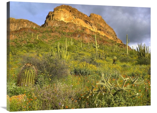 Global Gallery GCS-396966-3040-142 30 x 40 in. Organ Pipe Cactus Organ