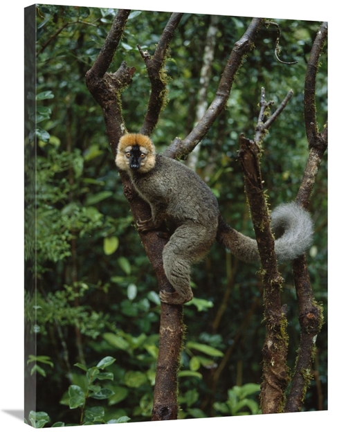 Global Gallery GCS-452656-2432-142 24 x 32 in. Red-Fronted Brown Lemur