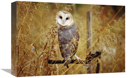 Global Gallery GCS-396582-1218-142 12 x 18 in. Barn Owl Perching Among