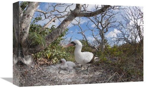 Global Gallery GCS-395621-1218-142 12 x 18 in. Nazca Booby with Chick 