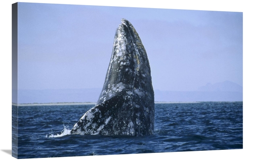 Global Gallery GCS-452330-2436-142 24 x 36 in. Gray Whale Breaching