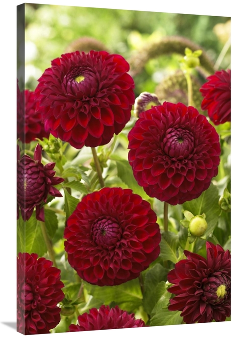 Global Gallery GCS-398372-2436-142 24 x 36 in. Dahlia Boom Boom Red Va