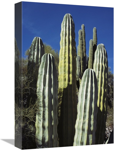 Global Gallery GCS-451712-1218-142 12 x 18 in. Cardon Cacti, Sea o