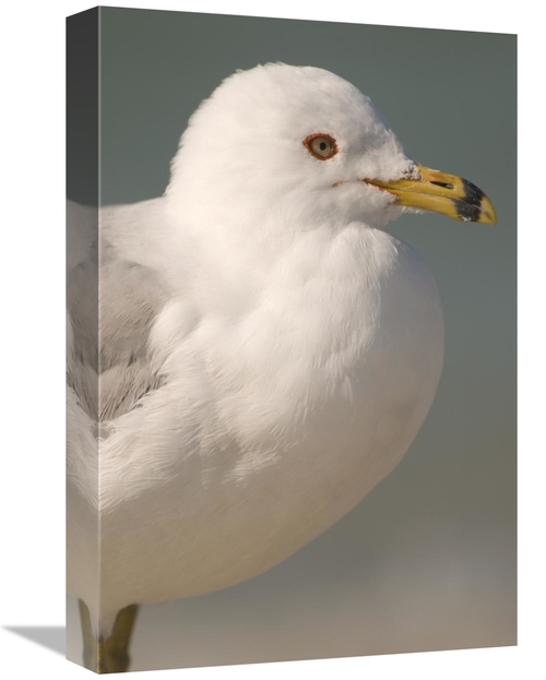 Global Gallery GCS-397322-1218-142 12 x 18 in. Ring-Billed Gull, F