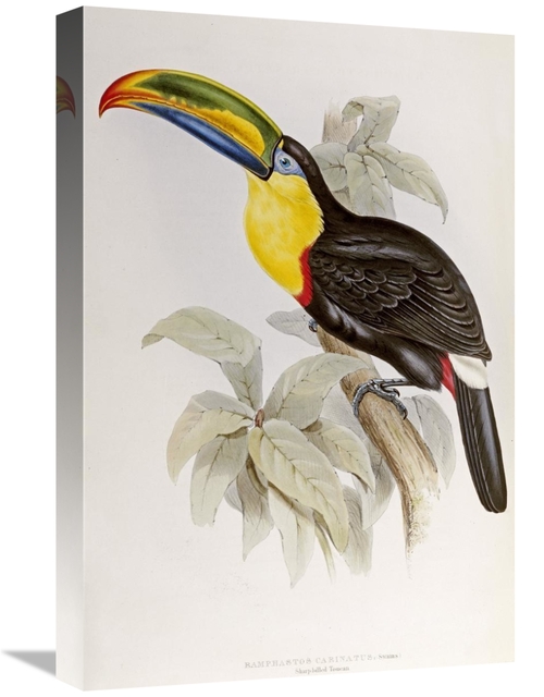 Global Gallery GCS-268030-22-142 22 in. Family of Toucans Art Print - 