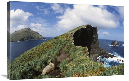 Global Gallery GCS-451589-2030-142 20 x 30 in. Hookers Sea Lion on Cli