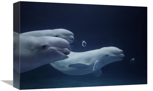 Global Gallery GCS-397698-1218-142 12 x 18 in. Beluga Whale Trio Blowi