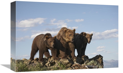 Global Gallery GCS-452205-1218-142 12 x 18 in. Grizzly Bear with Two O