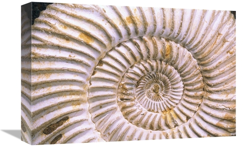 Global Gallery GCS-397896-1218-142 12 x 18 in. Fossil of Ammonite,