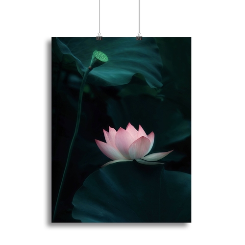 Lotus Flower Canvas Print or Poster