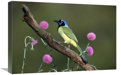 Global Gallery GCS-453286-1624-142 16 x 24 in. Green Jay Perching,