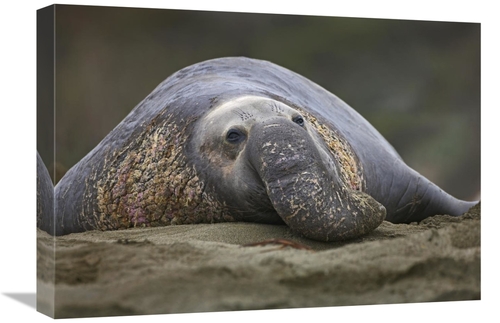 Global Gallery GCS-452210-22-142 22 in. Northern Elephant Seal Bull&#4