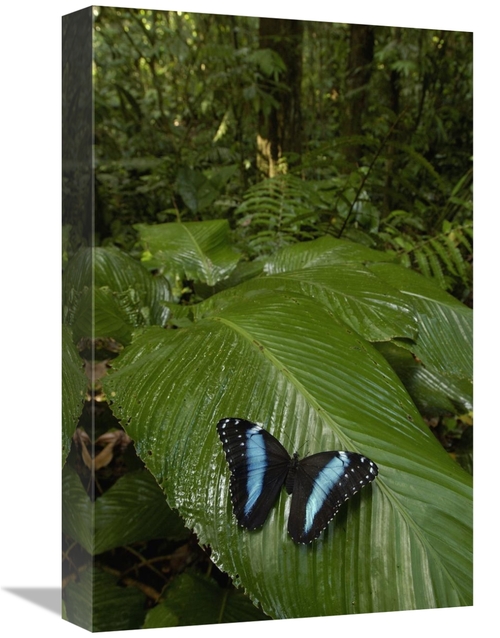 Global Gallery GCS-453164-1218-142 12 x 18 in. Morpho Butterfly Butter