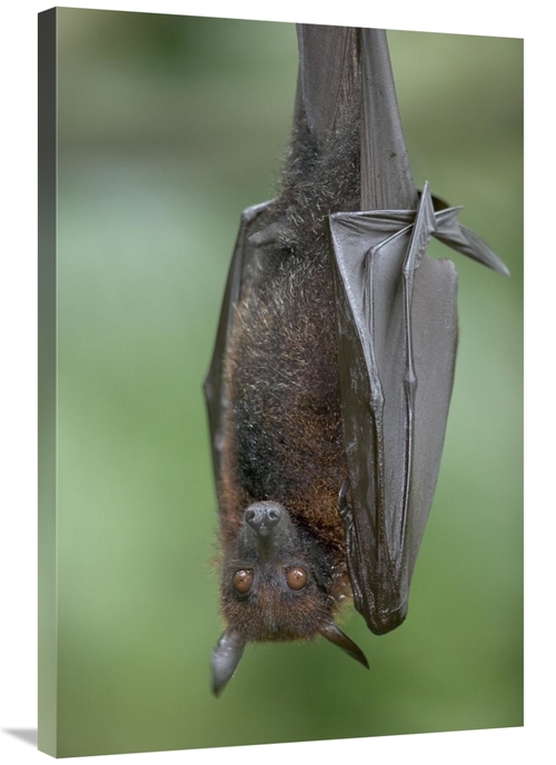 Global Gallery GCS-398075-2436-142 24 x 36 in. Flying Fox Art Print - 