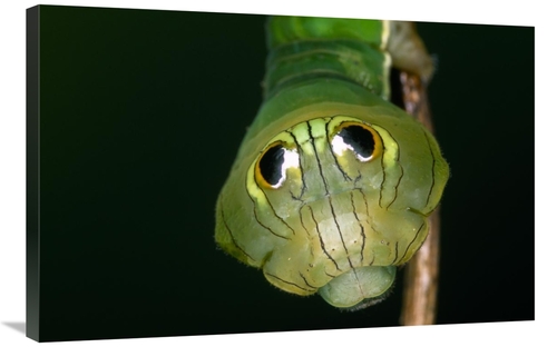 Global Gallery GCS-453605-2436-142 24 x 36 in. Dead-Leaf Moth Caterpil