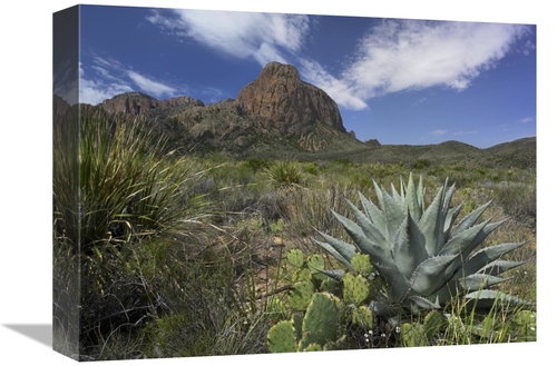 Global Gallery GCS-452189-1216-142 12 x 16 in. Agave & Cactus in the C
