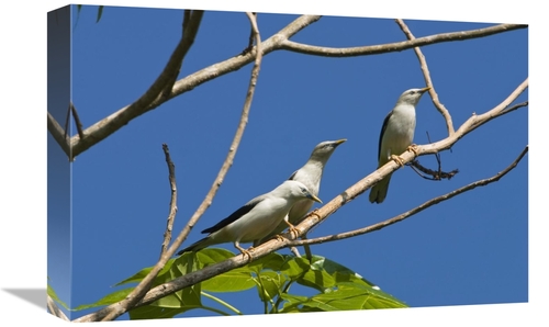 Global Gallery GCS-453649-1218-142 12 x 18 in. White-Headed Starling G
