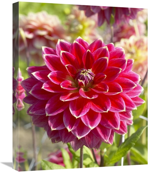 Global Gallery GCS-398349-2024-142 20 x 24 in. Dahlia Optimist Variety