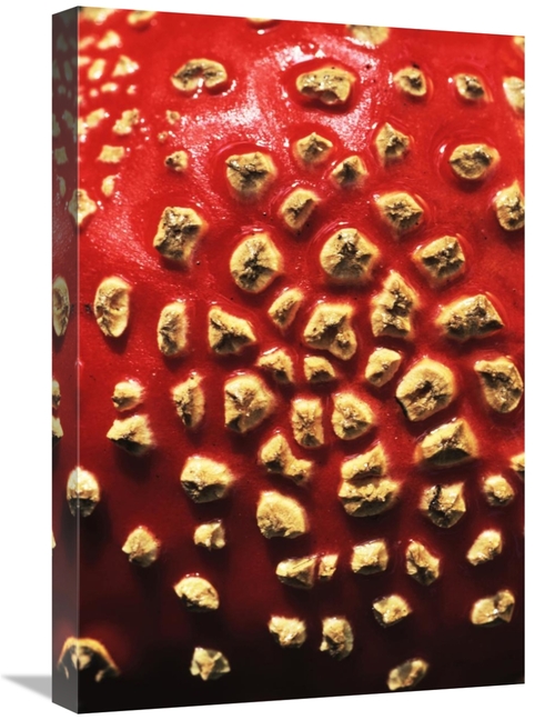 Global Gallery GCS-398289-1624-142 16 x 24 in. Fly Agaric Detail, 