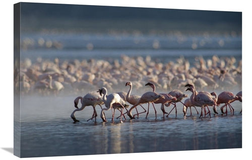 Global Gallery GCS-397089-2030-142 20 x 30 in. Lesser Flamingo Group F