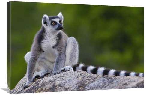 Global Gallery GCS-453257-2436-142 24 x 36 in. Ring-Tailed Lemur Portr