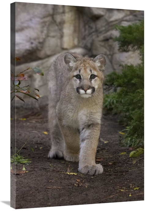 Global Gallery GCS-450898-2436-142 24 x 36 in. Mountain Lion Cub Walki