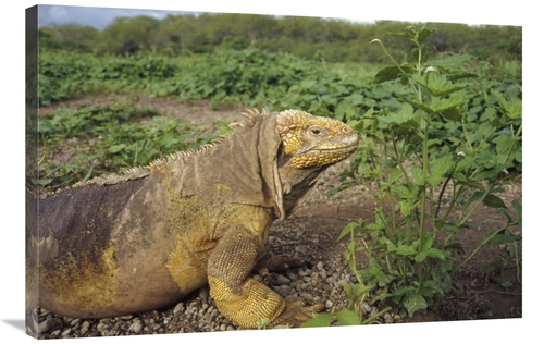 Global Gallery GCS-451389-2436-142 24 x 36 in. Galapagos Land Iguana M