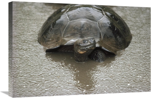 Global Gallery GCS-451165-2030-142 20 x 30 in. Galapagos Giant Tortois