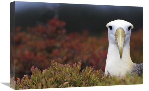 Global Gallery GCS-451361-1624-142 16 x 24 in. Waved Albatross Portrai
