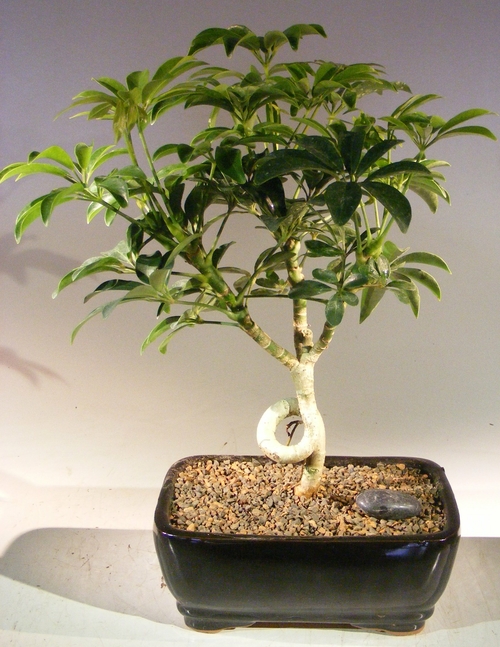 Hawaiian Umbrella Bonsai Tree - Medium Coiled Trunk Style (Arboricola