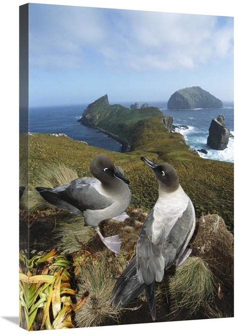 Global Gallery GCS-451602-2030-142 20 x 30 in. Light-Mantled Albatross
