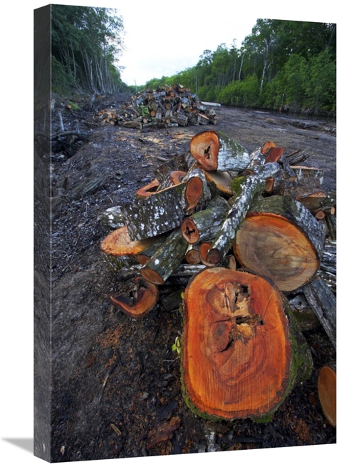 Global Gallery GCS-398558-1624-142 16 x 24 in. Red Mangrove Old Growth