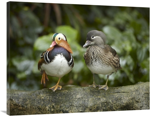 Global Gallery GCS-396501-3040-142 30 x 40 in. Mandarin Duck Male & Fe