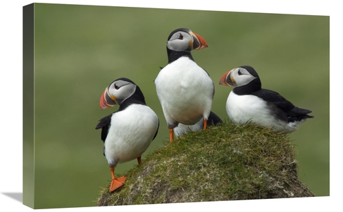 Global Gallery GCS-398246-1624-142 16 x 24 in. Atlantic Puffin Group&#