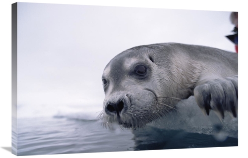 Global Gallery GCS-450937-2436-142 24 x 36 in. Bearded Seal Pup on Ice