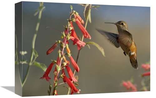 Global Gallery GCS-396833-1216-142 12 x 16 in. Broad-Tailed Hummingbir