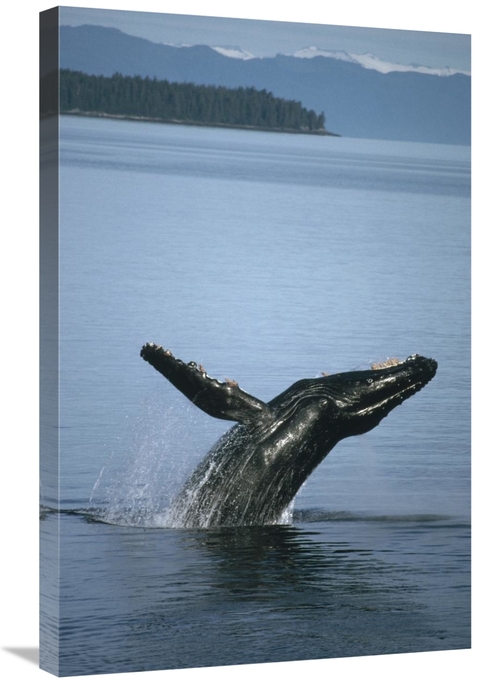 Global Gallery GCS-451170-2030-142 20 x 30 in. Humpback Whale Breachin