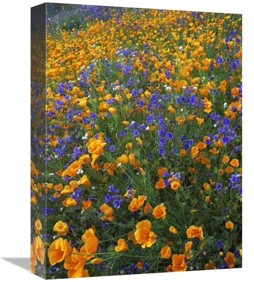 Global Gallery GCS-452256-1216-142 12 x 16 in. California Poppy & Dese