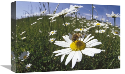 Global Gallery GCS-452277-1218-142 12 x 18 in. Hoverfly Collecting Nec